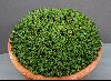 <em>Euphorbia clavarioides var truncata</em>